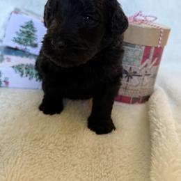 Double Doodle Puppies from Southern Sunshine Doodles