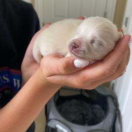 Puppy 1 - White male Pomeranian puppy in Paducah, Kentucky from Perennial Poms Pomeranian Breeder