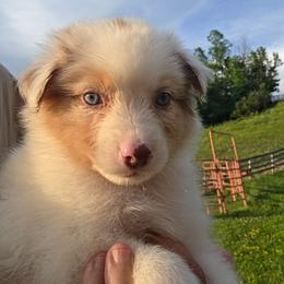 Tiny Tim - Red merle male Australian Shepherd puppy in Mount Clare, West Virginia from Pineview Farms Australian Shepherds