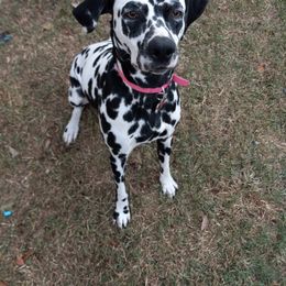 Dot - Dalmatian