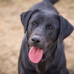 Dixie - Labrador Retriever
