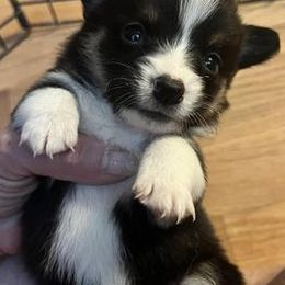 American Corgis from Bravo's Ranch Corgis