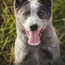 Rudo - Blue speckled female Australian Cattle Dog puppy in Marana, Arizona from Impact 3rd Australian Cattle Dogs