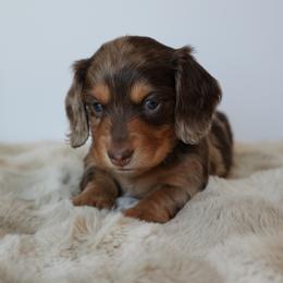 Surf - Chocolate and tan male Dachshund puppy in Lehi, Utah from Cherry Creek Dachshunds