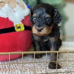 Sam- blue collar male - Tri-color male Cavapoo puppy in Yuciapa, California from AlltheDoodlez_
