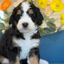 Ariel - Tri-color female Bernedoodle puppy in Yuciapa, California from AlltheDoodlez_