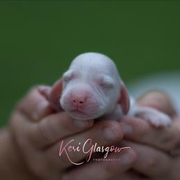 AKC Snowy - Cream male Dachshund puppy in Knox City, Missouri from Brittney's Dachshunds