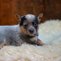 Darla - Blue speckled female Australian Cattle Dog puppy in Gatlinburg, Tennessee from Greenbrier