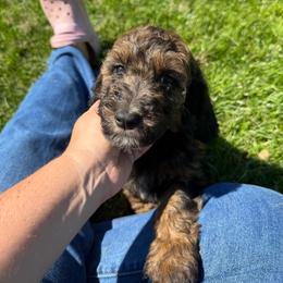 Rapunzel - Sable female Poodle puppy in Ellenburg Center, New York from Kristin's Puppies