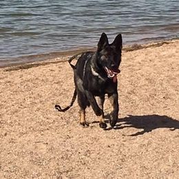Elita - German Shepherd