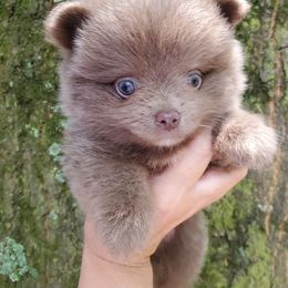 Pup 4 boy 1 - Blue male Pomeranian puppy in Carrollton, Georgia from B AND R'S POMERANIAN'S