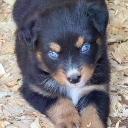 Luna - Black tri female Miniature Australian Shepherd puppy in Patterson, North Carolina from DreamLine Aussies