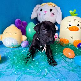 Violet - Black and white female Great Dane puppy in Climax, Michigan from Beaver Creek Danes