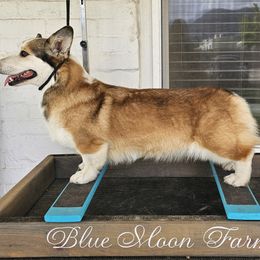 Rosie - Pembroke Welsh Corgi