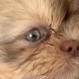 Shih Tzu Puppies from Mosley Kennel Shih Tzu