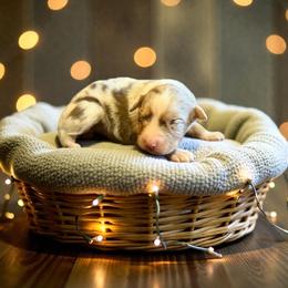 El Urbach - Red merle female Australian Shepherd puppy in Statesville, North Carolina from Charming Australian Shepherds