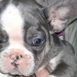 French Bulldogs from A&B4everfrenchies