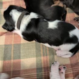 Jack - Black white and brown male Basset Hound puppy in Clio, Michigan from Nancy's Basset Hounds