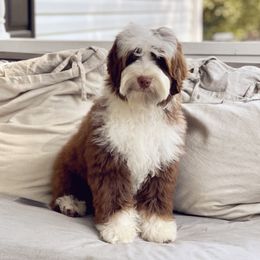 Whiskey - Australian Labradoodle