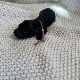 Cockapoo and Dachshund Puppies from Cochran's Cockapoo's