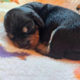Girl 1 - Black and tan female Dachshund puppy in Rutherfordton, North Carolina from Ziva's Friends