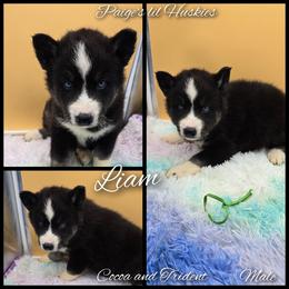 Liam - Black and white male Siberian Husky puppy in Bloomfield, Indiana from Paiges lil huskies