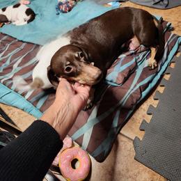 Bella - Dachshund