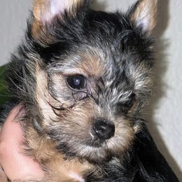 Yorkshire Terriers from YorkiesByMissy