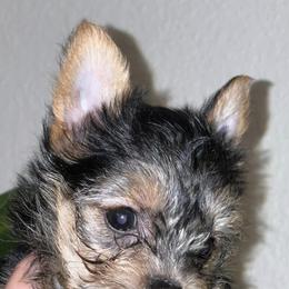 Yorkshire Terriers from YorkiesByMissy