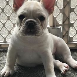 French Bulldogs from 2Stars French Bulldogs