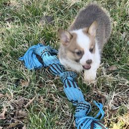 Lovey - Sable female Pembroke Welsh Corgi puppy in Millsap, Texas from Punchy Pembroke Ranch