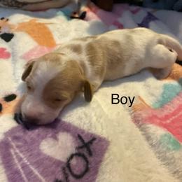 Boy 1 - Piebald male Dachshund puppy in Onalaska, Texas from Nicholes Doxies