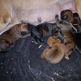 Orange boy - Brindle male Boerboel puppy in Dowagiac, Michigan from Flanders Kennels LLC
