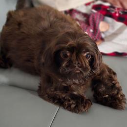 Purri - Shih Tzu