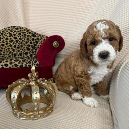 Reagan - Red  female Goldendoodle puppy in Sheridan, Arkansas from Arkie Doodles