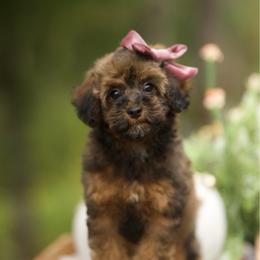 Lorelai Gilmore - Sable female Cockapoo puppy in Deming, Washington from Heavenly Puppies to Love