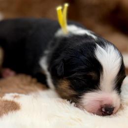 Yellow collar - Black tri female Miniature Australian Shepherd puppy in 32046, Florida from River Hill Ranch