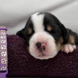 Purple Girl - Black, white and red female Greater Swiss Mountain Dog puppy in Oregon City, Oregon from Runamuck's Greater Swiss Mountain Dogs