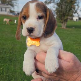 Autumn - White black and tan female Beagle puppy in Bethany, Missouri from Fox Creek Beagles