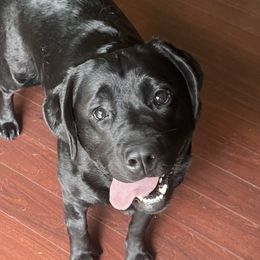 Remi - Labrador Retriever