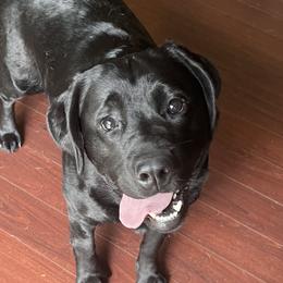 Remi - Labrador Retriever