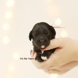 Eve (Pink Collar) - Black female Cavapoo puppy in Republic, Missouri from Red Skye Puppies