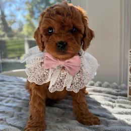 Bella - Red  female Goldendoodle puppy in Frederick, Maryland from Honey Blossom Doodles