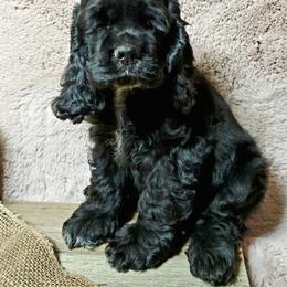 Cocker Spaniel Puppies from Chloe's Cocker Spaniels