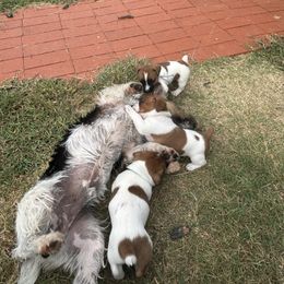 Russell Terrier Puppies from Claddagh Pastures