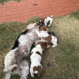 Russell Terrier Puppies from Claddagh Pastures