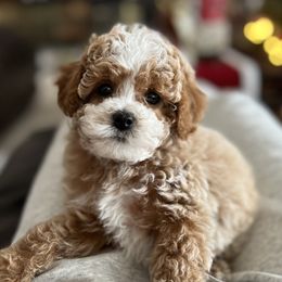 Elle - Cavapoo