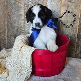 Captain America - Black and white male Sheepadoodle puppy in Ashton, Idaho from Kerr Kanine Ranch