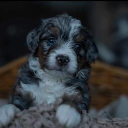 Bernedoodle Puppies from Autumn Vanskiver