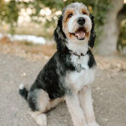 Penny - Bernedoodle